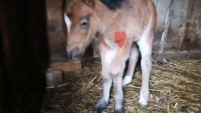 У нас радость!! Наша шотландская пони Джулия родила малышку- поняшку!! смотреть онлайн