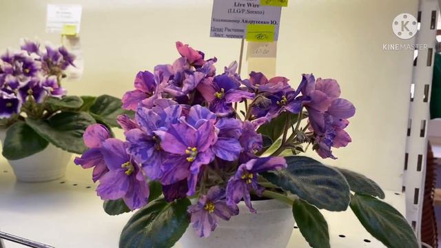 Цветущие фиалки в ДФ в обычные дни смотреть онлайн