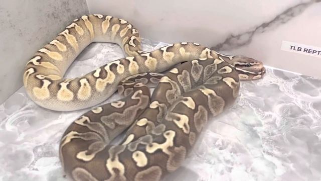 GHI lesser ball python with and without pastel смотреть онлайн