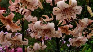 Тигровая лилия - необычная лилия.mp4