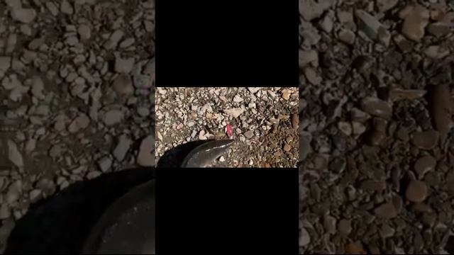 Ловля горбуши на воблер 55 мм (6,2 гр) от Mr. Musurok #shorts