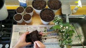 Лимонный Эвкалипт "ОЗОН" пересадка необходима!