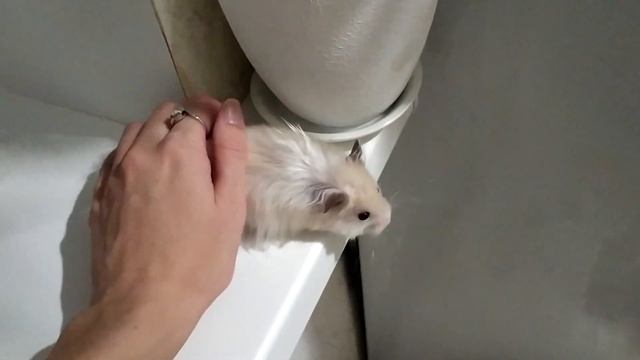 КАК ПРИРУЧИТЬ ХОМЯКА К ТУАЛЕТУ смотреть онлайн