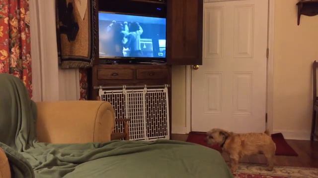 Norfolk Terrier watching television. смотреть онлайн
