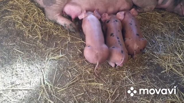 Поросята Дюрок пьетрен. Поросятам 10 дней