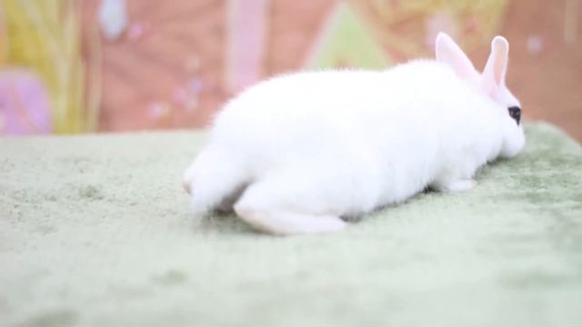 ДВ Гудзон, карликовый кролик хотот, мальчик смотреть онлайн