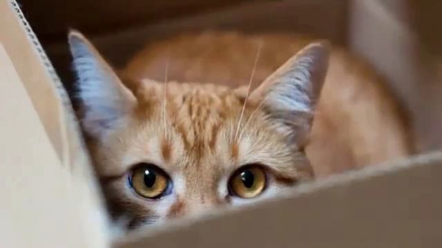 Смешные коты | Подборка смешных котов для хорошего настроения! ? смотреть онлайн