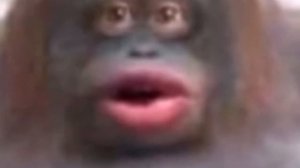 Разные слова стинки / Русский командир стинки !!!