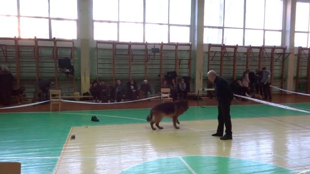 Немецкая овчарка. Выборка вещи смотреть онлайн