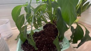 СПАТИФИЛЛУМ ЗАВЯЛ. ГНИЮТ КОРНИ? СПАСЕНИЕ СПАТИФИЛЛУМА.