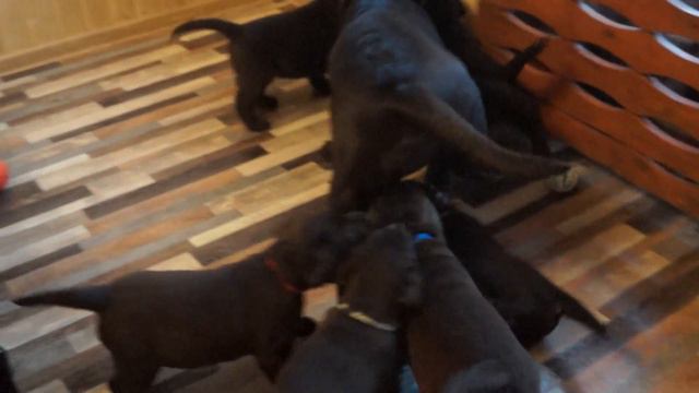 Мама тоже заинтересовалась шумом в вольере.