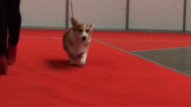 Pembroke Welsh Corgi (Barbariska For ALEANT) Рыська, Корги, питомник "АЛЕАНТ". смотреть онлайн