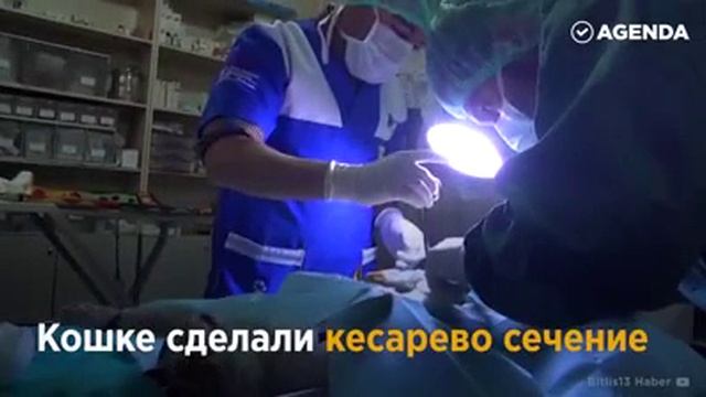 Удивительная история! Кошка не могла родить самостоятельно и пришла за помощью в медицинскую клиник смотреть онлайн