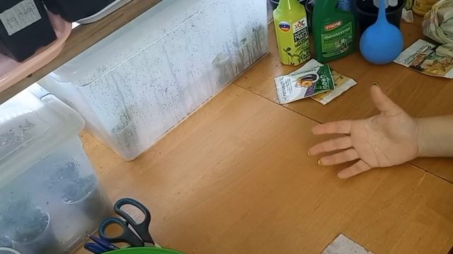 Как ухаживать за черенками гортензии смотреть онлайн