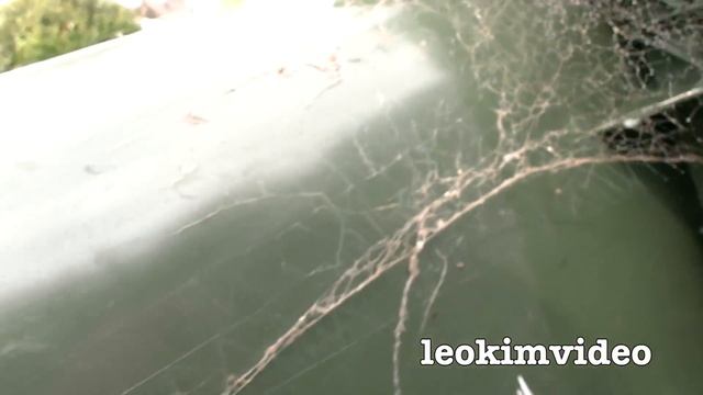 Redback Spider Fishing Spiders On Garbage Bins Crazy Ants Crazy Flies смотреть онлайн