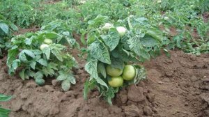 Томат сорта Клуша