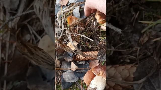 Прогулка по ???? лесу, грибные места смотреть онлайн