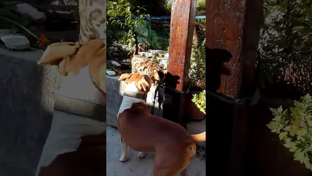 Бенгальская кошка и Американский Стаф терьер смотреть онлайн