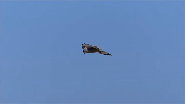 Пустельга над морем смотреть онлайн