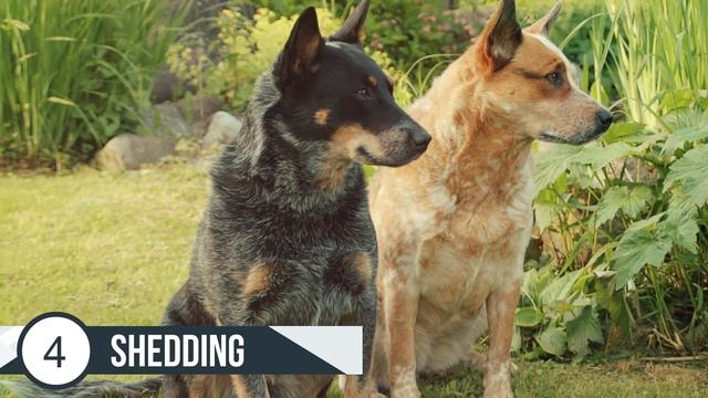 7 Reasons you SHOULD NOT get a Blue Heeler (Australian Cattle Dog) смотреть онлайн