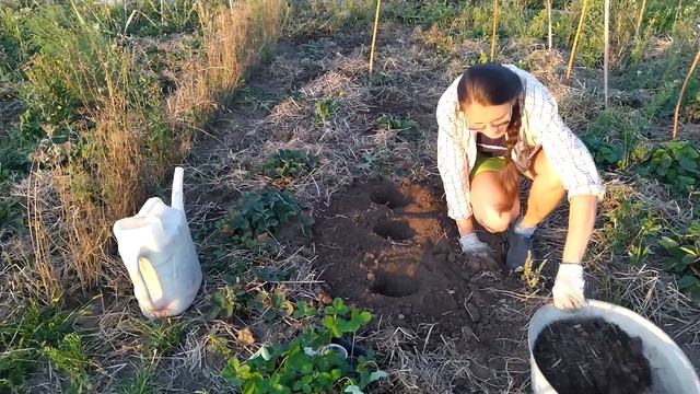 Копаем картошку и высаживаю клубнику смотреть онлайн