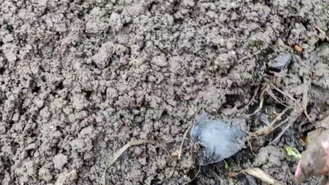 САЖАЙ ЛУК В ГРЯЗЬ БУДЕТ ЛУК КНЯЗЬ смотреть онлайн