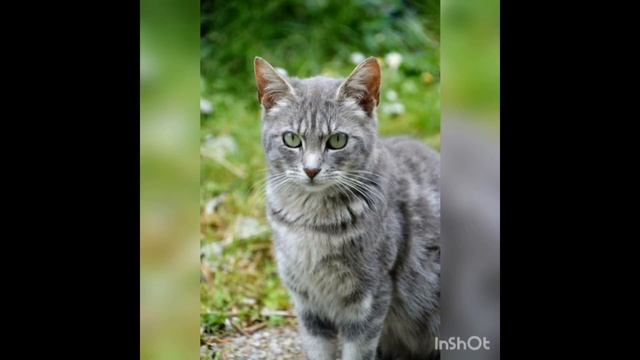 Урок 2: Домашние животные (?, ?)/ Lesson 2: Pets (a dog, a cat) смотреть онлайн