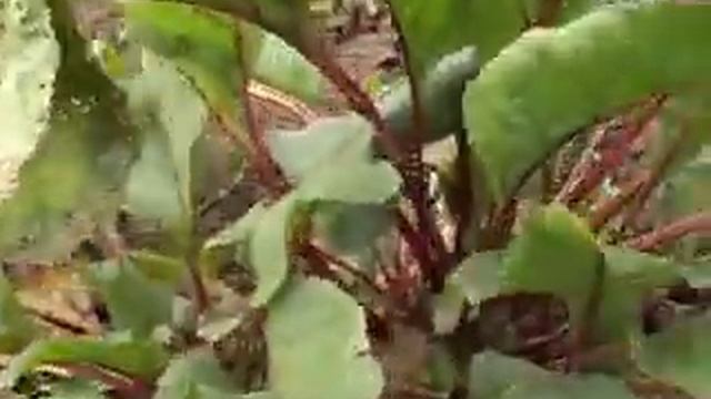 Красный Буряк смотреть онлайн