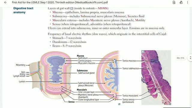 Up To Date - GIT anatomy (part 2)- [Digestive tract ] смотреть онлайн