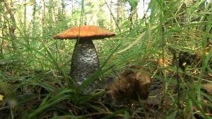 Грибалка удалась !