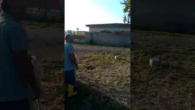 Турецкий Кангал 11 месяцев! смотреть онлайн