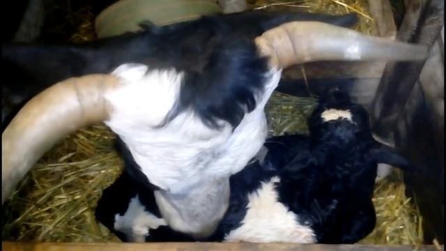 отел коровы кнопы//последний отел 2019// One Man Calf Pulling//корова и теленок смотреть онлайн