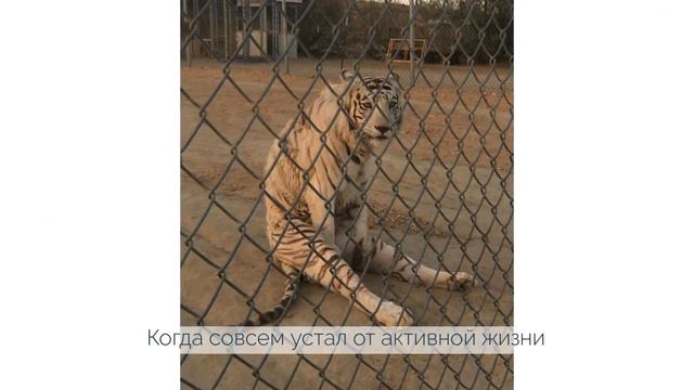 Удивительные животные, которые в прошлой жизни точно были людьми смотреть онлайн