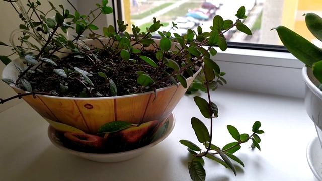 Цветы для здоровья смотреть онлайн