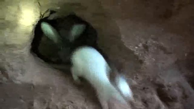 Большая яма для кроликов (часть 2) смотреть онлайн