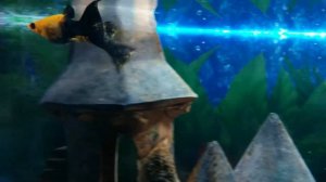 Самец и самка моллинезии в аквариуме