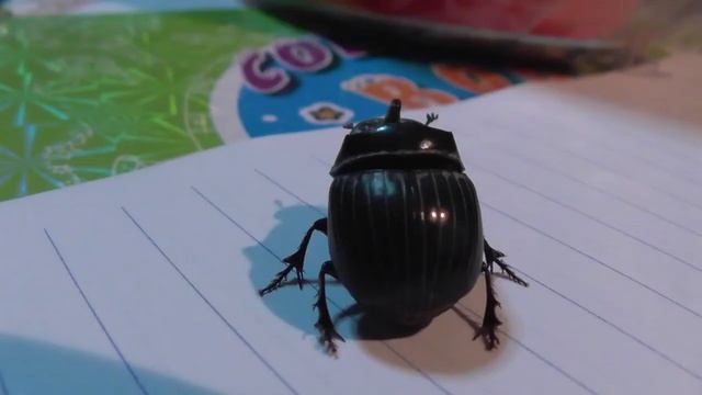 Полет жука-носорога