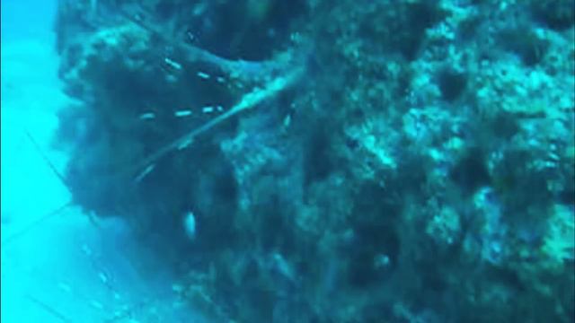 lagon de Nouvelle caledonie New Caledonia spearfishing смотреть онлайн