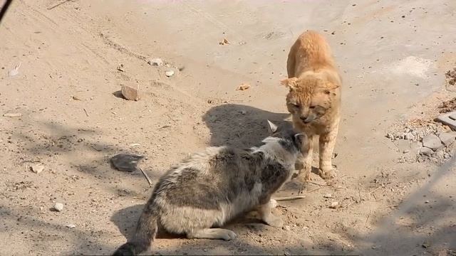 BIG FAT CATS FIGHT | Unstoppable Fight!!! смотреть онлайн