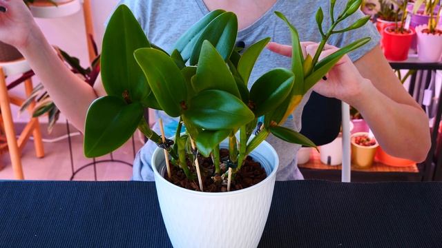 Favorite Cattleya Orchids In 2021 - Must Haves For Any Cattleya Collection! ?