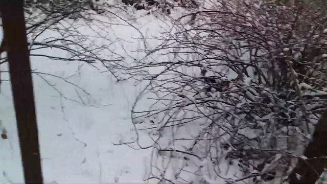 Йоркширский терьер. смотреть онлайн