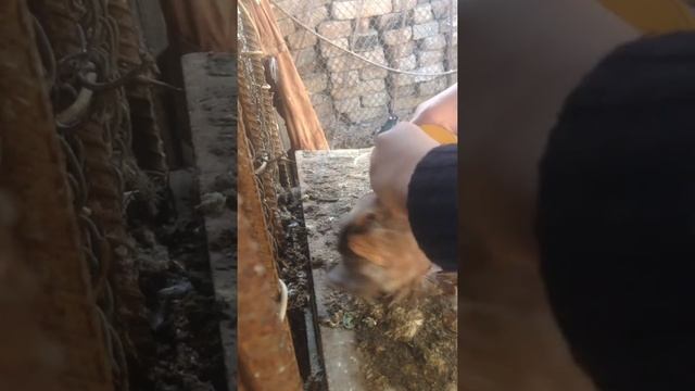 Как и чем кормить голубенка смотреть онлайн