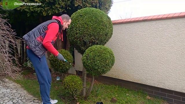 Pruning Thuja occidentalis „Emerald Green”into balls.formowanie tui szmaragd w kule. смотреть онлайн