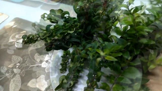 Никелевая свадьба. Подарки на годовщину. смотреть онлайн