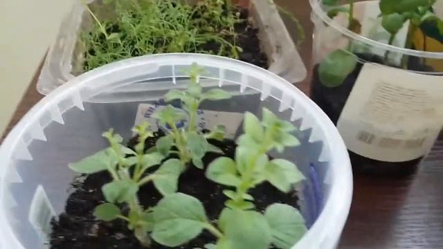 Мята, душица из черенков смотреть онлайн