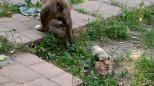 Щенок девочка от Руми и Этты, видео 3 смотреть онлайн