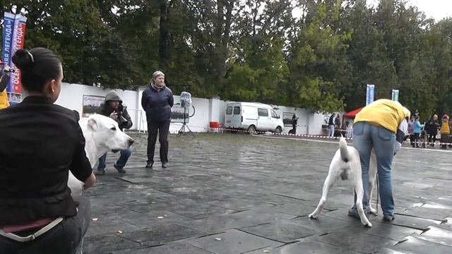 Выставка собак "Осенняя Легенда -2016" смотреть онлайн