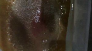 Аулофорус!разведение, кормление, и уход за аулофорусом!