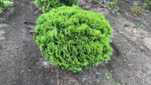 Туя западная Даника (Danica). Обзор