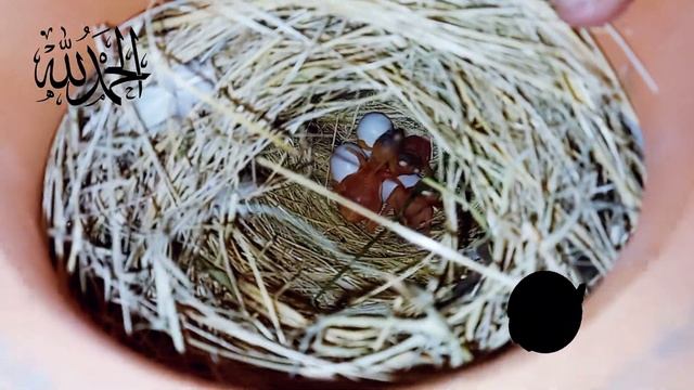 Alhamdulilah unexpected Java Sparrow Breeding Result at Sharyar Awan Aviary смотреть онлайн